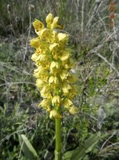 Orchis-punctulata_соцветие